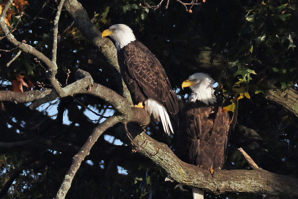 Bill to Make Bald Eagle National Bird Makes Way to Biden For Approval 
