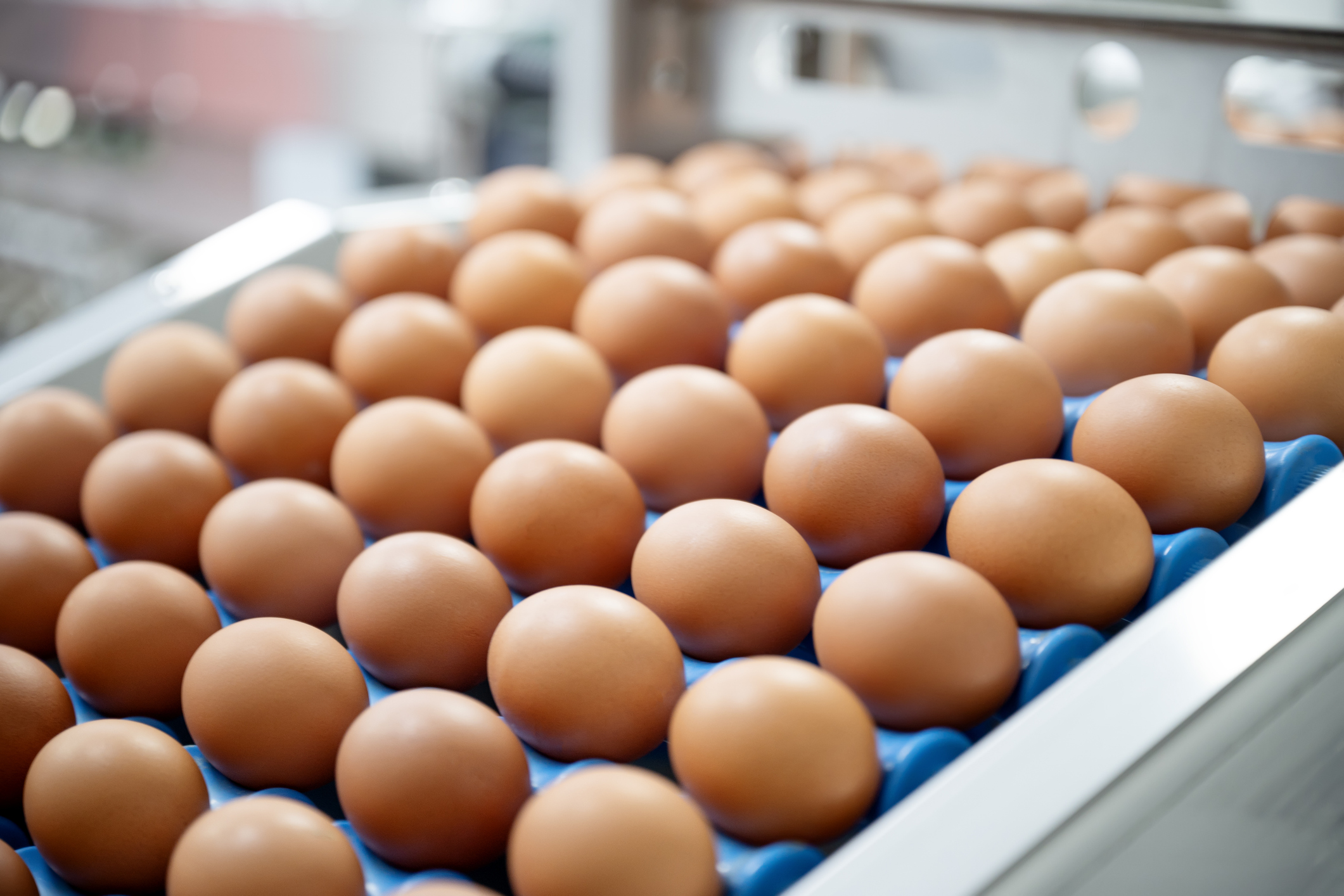 Egg Prices Have Dropped 61% Since Trump Took Office