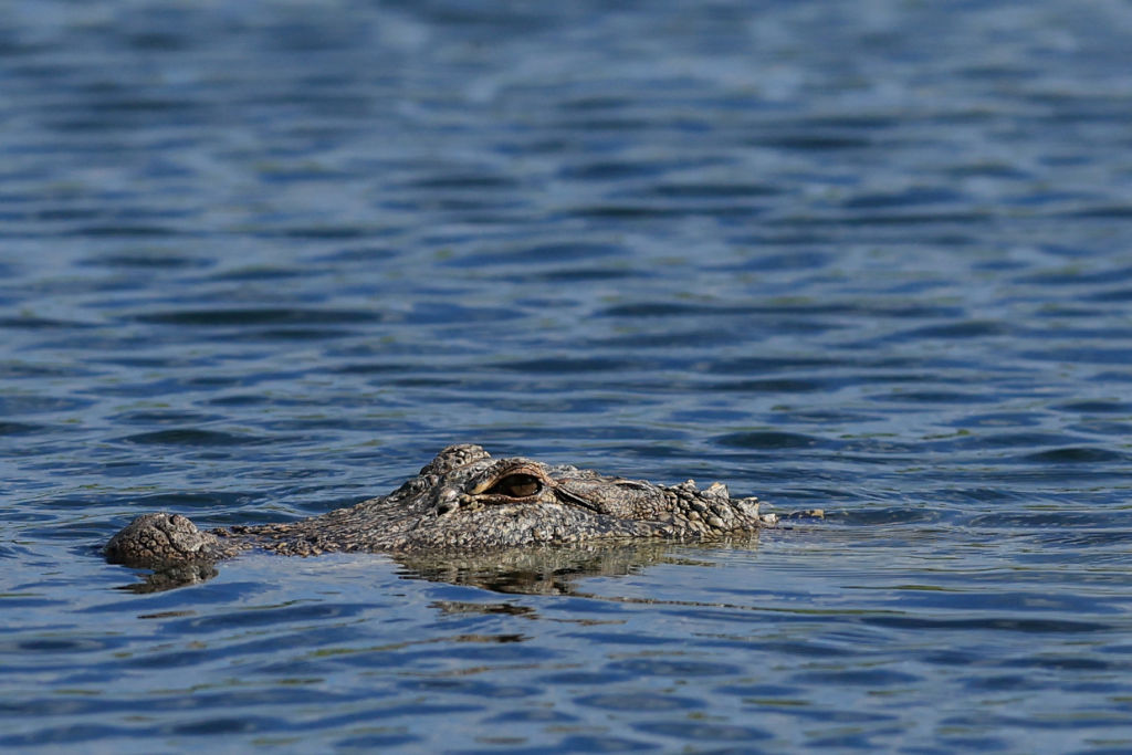 South Carolina Mom Bags 12-Foot Alligator, Plans Full-Body Rug
