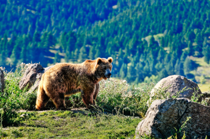 Montana Man Convicted of Brutal Axe Murder Initially Mistaken for Bear Attack