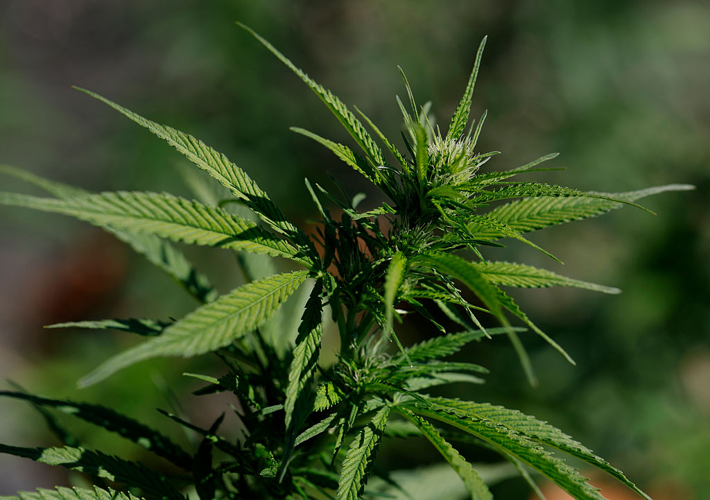 House Republicans Warn Trump Against Marijuana Rescheduling, Citing Addiction and Safety Risks