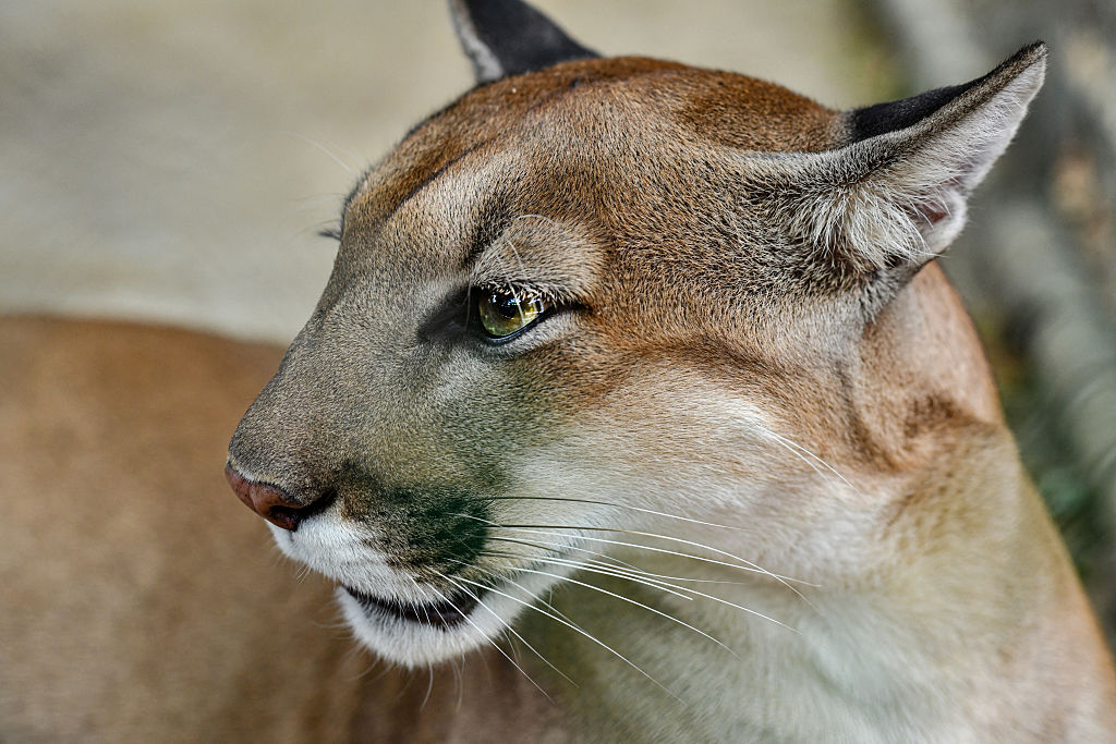 Woman Dies in Suspected Colorado Mountain Lion Attack