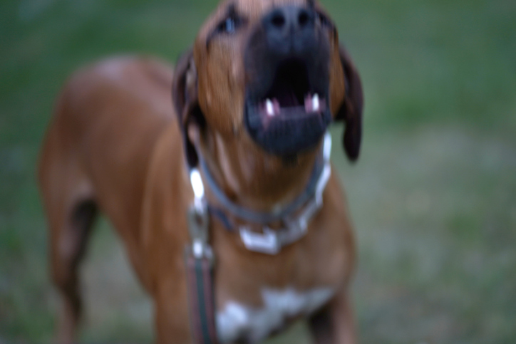 Arizona Mom Killed Shielding Son in Dog Attack