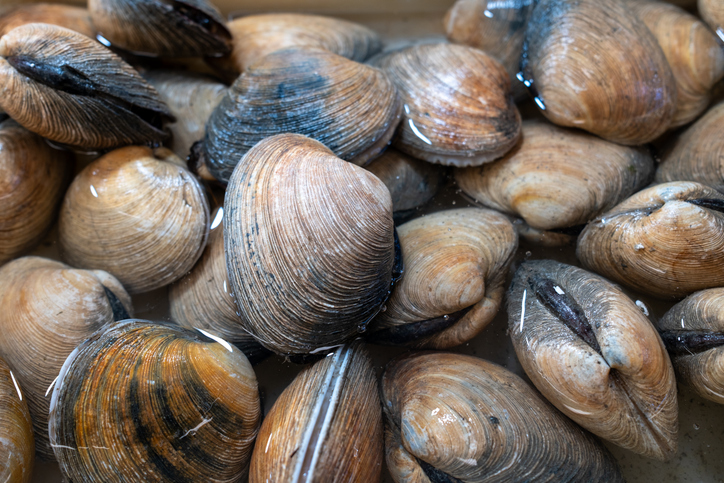 FDA Recalls Clams, Oysters Distributed to 9 States Over Norovirus Concerns