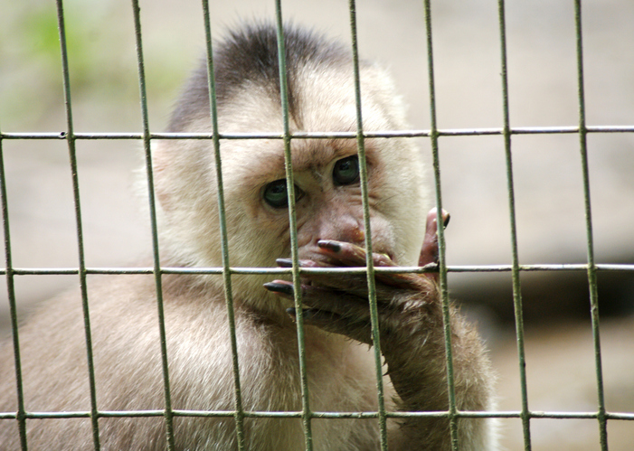 Woman Admits to Funding and Sharing Disturbing Animal Abuse Videos