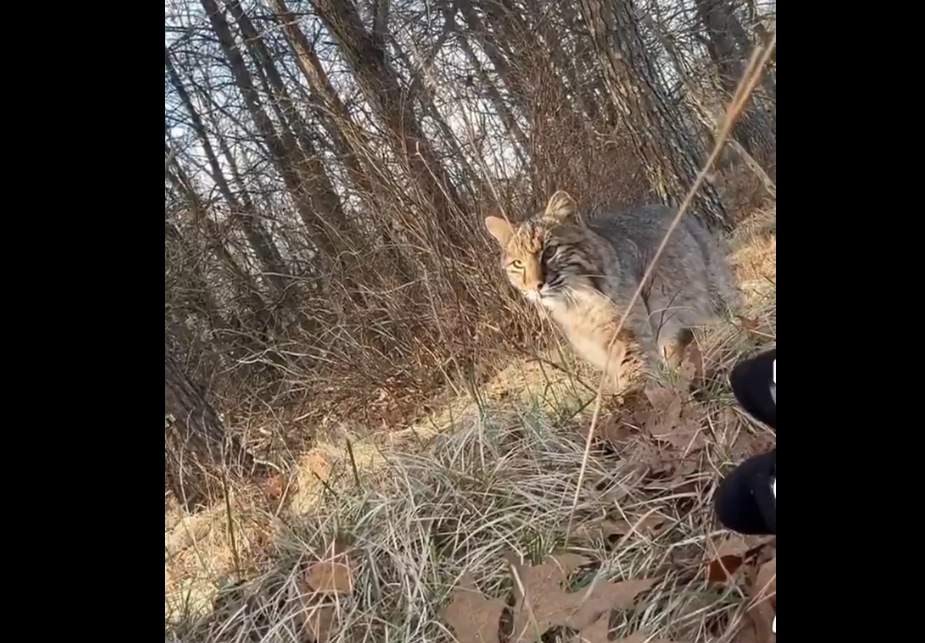 Teen Hunter Mauled by Bobcat Mid-Hunt, Keeps Going